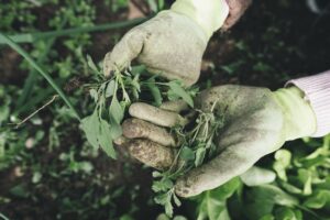 Je tuin in de lente: onkruid wieden is een belangrijke taak.