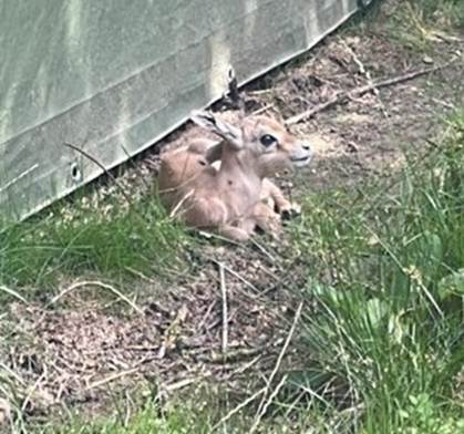 geboorte dorcasgazelle ZOO Planckendael Abba peterschap Multi Masters Group